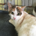 One Voice rescues abandoned cats