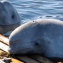 Les derniers bélugas de la prison des baleines