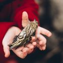 En France, on ne peut plus coller les oiseaux, mais les pendre et les écraser, oui