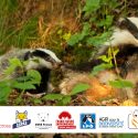 6 NGOs are going to court against badger digging in the AURA region!