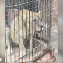 Pour les lions du zoo d’Oran, nous demandons un placement en sanctuaire