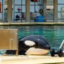 L’inquiétant état de santé des orques Wikie et Keijo au Marineland d’Antibes