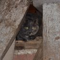 La stérilisation des chats devient obligatoire en Espagne. À quand en France?