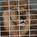 Dans les cirques, actuellement, les animaux meurent à petit feu
