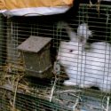 Angora: mode vintage et cruauté tendance