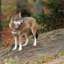 En mars, One Voice se mobilise pour les loups