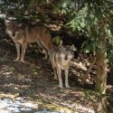 Les loups, proies de l’État français