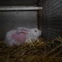 Nouvelle enquête : hurlements en musique pour les lapins angoras de France