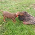 A farm in Béziers is breeding dogs to torture wild boars