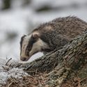 La période complémentaire de déterrage des blaireaux jugée illégale dans l’Ain