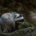 Peace for badgers this summer in fourteen departments!