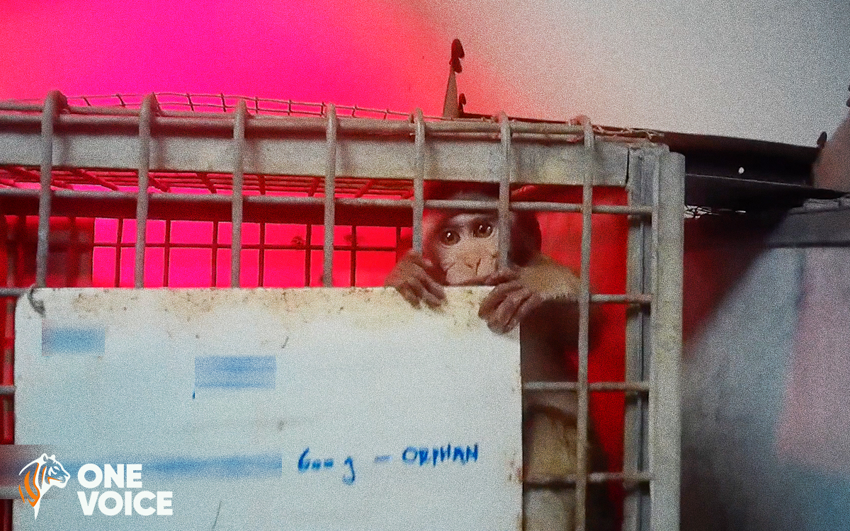 Expérimentation animale : enquête inédite à Maurice dans les élevages de macaques à longue queue