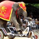 Captifs ou libres, les éléphants en Inde ont besoin de nous!