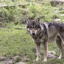 Face à la mort programmée des loups des Deux-Sèvres, plainte déposée