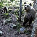 A hearing against scaring brown bears in the Pyrenees at the State Council on 24 May