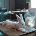 Non, les lapins angoras n’aiment pas se faire arracher les poils! One Voice au Conseil d’État le 7 juin