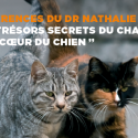 Our animal companions: resumption of conferences on October 16th
