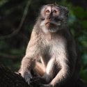 Endless agony for macaques in laboratories