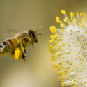 Pesticides : les sénateurs n’ont donc pas d’enfants?