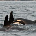 Emergency for Scarlet, the youngest orca of the clan J is dying from starvation!