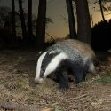 A total crisis for badgers in Morbihan