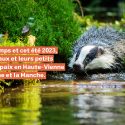 Manche, Orne, Haute-Vienne: a succession of victories by One Voice for badgers!