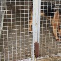 Passerelles Pound: a German Shepherd killed after the death of her human