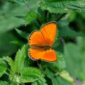 L’ortie, l’amie des papillons