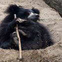 Happy Bear: The Indian sanctuary of One Voice