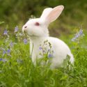 The pot calling the kettle black…by the veterinarians