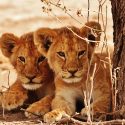 Wildlife forever a commodity, One Voice is a co-complainant against a ministerial order