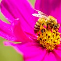 La disparition des insectes, une catastrophe sans précédent