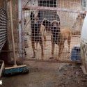 Arche de Noël: the animals finally rescued from hell!