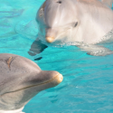 Fight the dolphinarium decree!