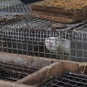 1000 mink slaughtered at the Eure-et-Loir fur farm because of cases of Covid-19