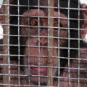 Zoos en Chine : l’investigation de One Voice
