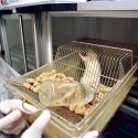 Coronavirus vaccines: Not thanks to, but despite animal experiments