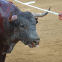 A second day against bullfighting: around thirty towns are rallying