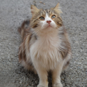 One Voice calls for justice for Chevelu the Cat!