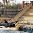 Dolphinariums in China, the return of a bad omen for the orcas held by Marineland