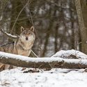 La justice prendrait-elle enfin la défense des loups ?