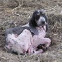 Dans l’affaire des chiens « de chasse », de qui se moque-t-on?