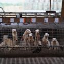 Fur in France: the Fur Free Alliance raises its voice!