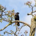 Pour les corneilles et les corbeaux, One Voice intente un référé dans le Jura. Audience le 4 mai à Besançon