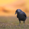 Jackdaws are being spared in Brittany!