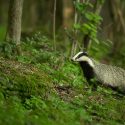 In Corrèze, there will be no digging out this year; the badgers will live!