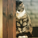 Faceless cruelty against dogs and cats: Do not let anything go!