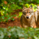 Encore un arrêté ou comment tuer toujours plus de loups