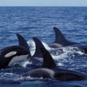 Action for the namibian orcas