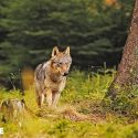 De nouveaux espaces de captivité de loups ? C’est non !